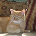 Hermann Companion Animal Hospital