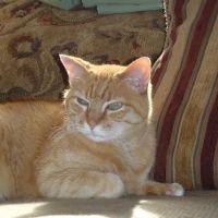 Hermann Companion Animal Hospital ico