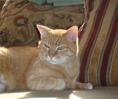 Hermann Companion Animal Hospital