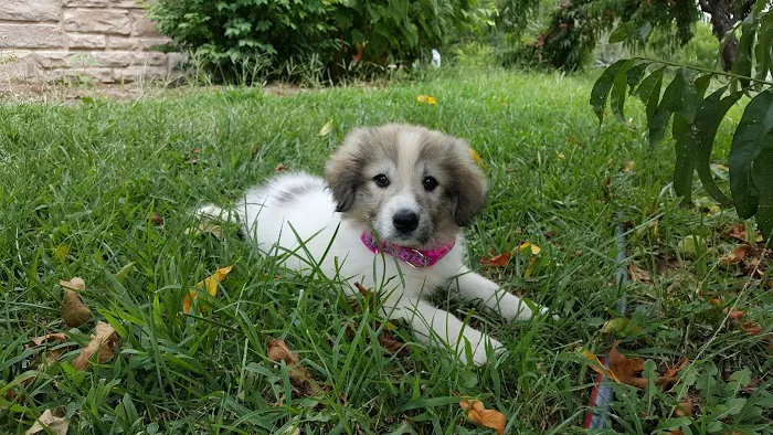 Hermann Companion Animal Hospital Picture 6