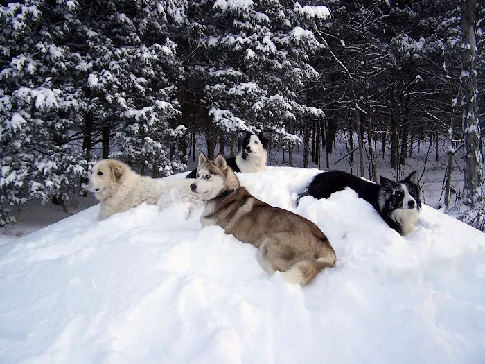 Hermann Companion Animal Hospital Picture 7