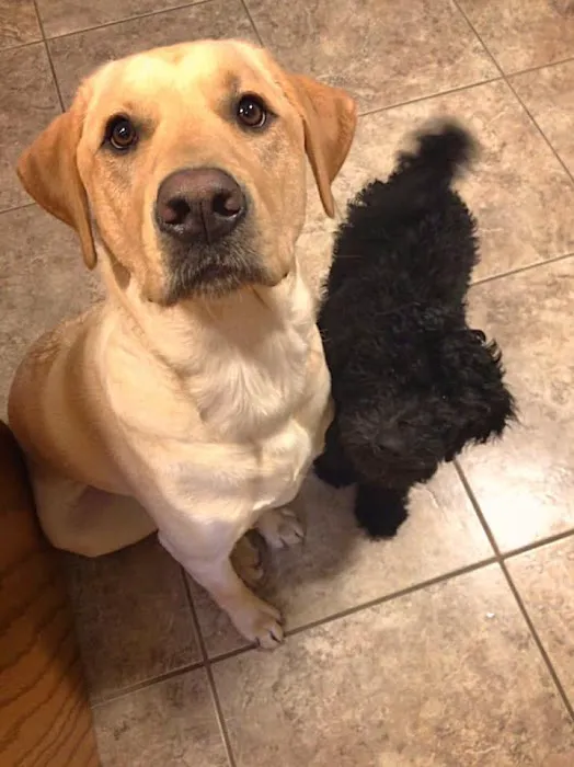 Hermann Veterinary Clinic Picture 1