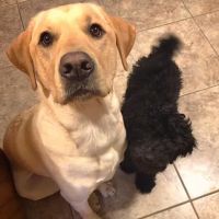 Hermann Veterinary Clinic ico