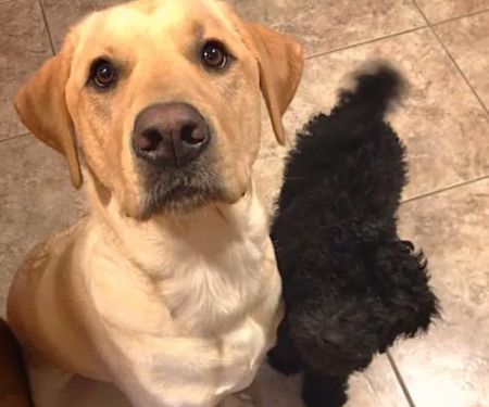 Hermann Veterinary Clinic