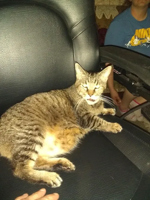 Hermann Veterinary Clinic Picture 3