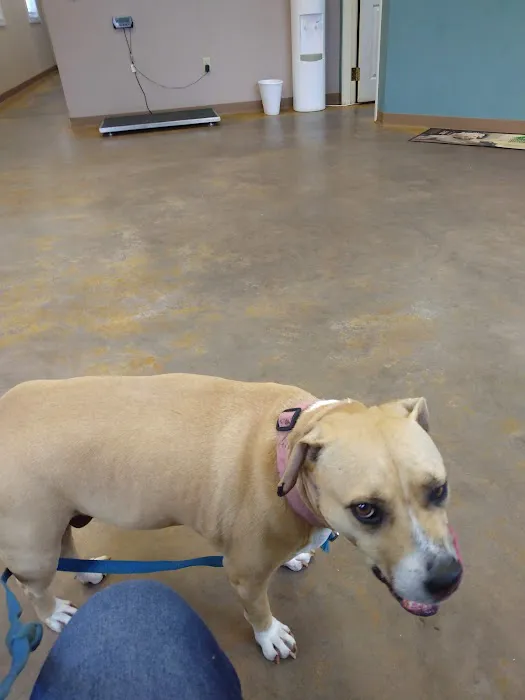 Hermann Veterinary Clinic Picture 6