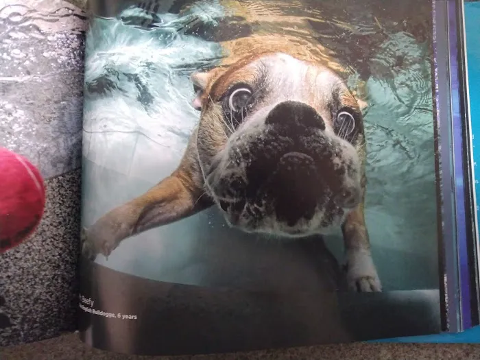 Hermann Veterinary Clinic Picture 5