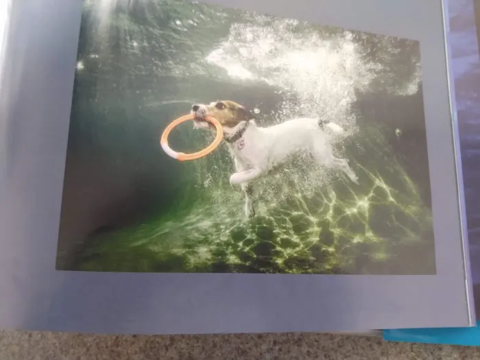 Hermann Veterinary Clinic Picture 9