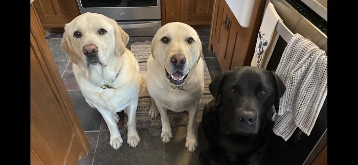 Hermann Veterinary Clinic Picture 10