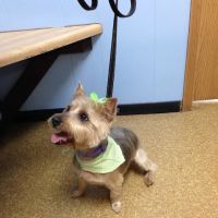 Wright City Veterinary Clinic ico