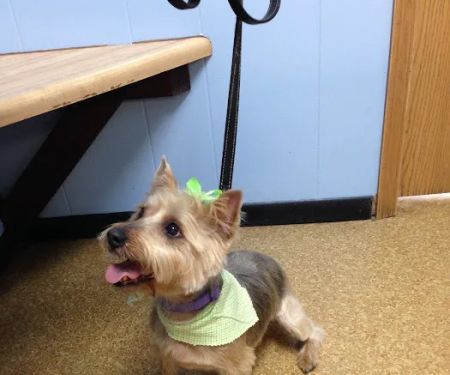 Wright City Veterinary Clinic