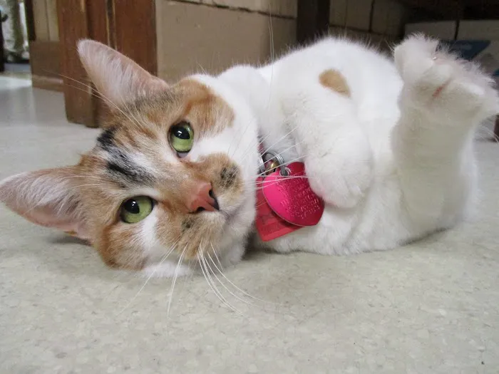 Wright City Veterinary Clinic Picture 4