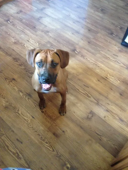 Wright City Veterinary Clinic Picture 5