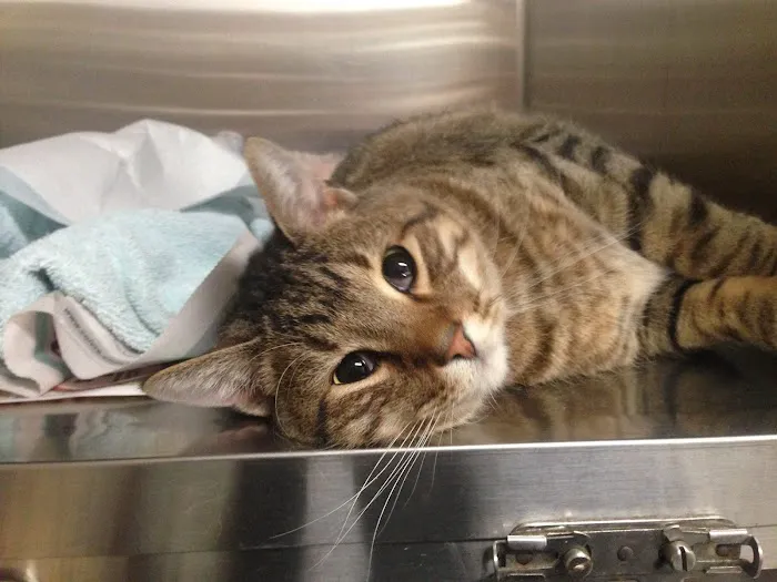 Wright City Veterinary Clinic Picture 9