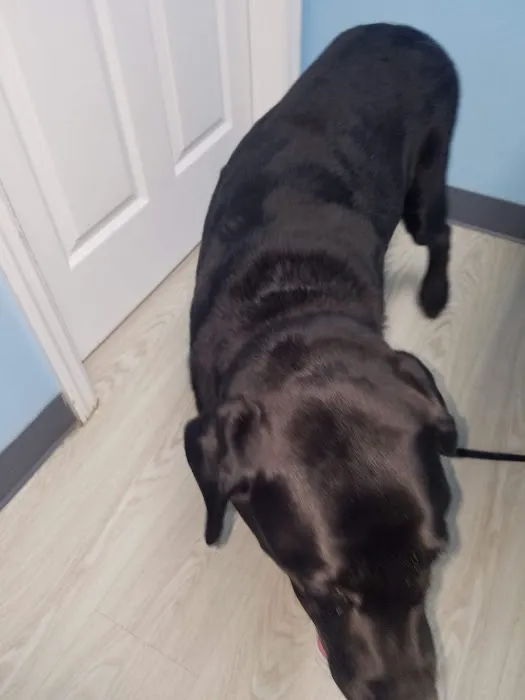 Falls Vet Care Picture 1