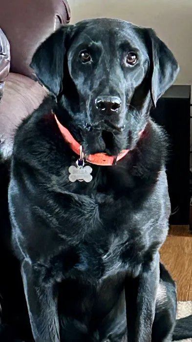 Falls Vet Care Picture 6