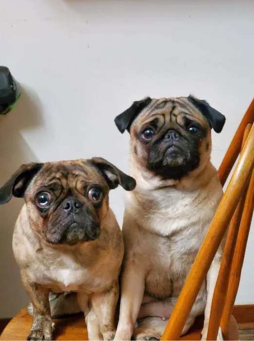 Falls Vet Care Picture 4