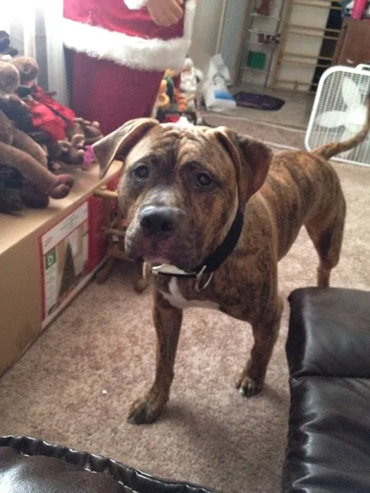 Falls Vet Care Picture 7