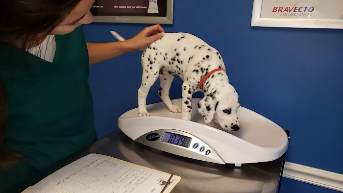 Falls Vet Care Picture 8