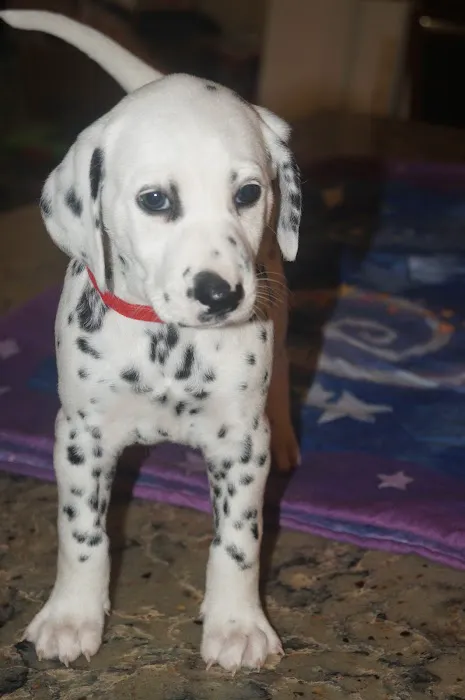 Falls Vet Care Picture 3