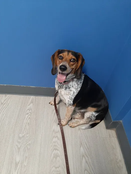 Falls Vet Care Picture 2