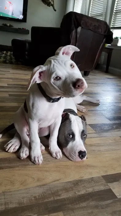 Falls Vet Care Picture 5