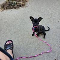 Lincoln County Animal Hospital ico