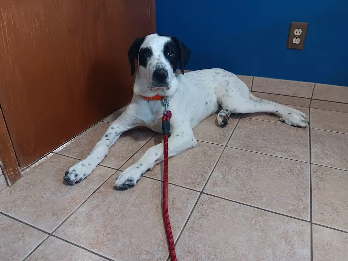 Lincoln County Animal Hospital Picture 5