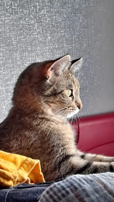 New Haven Veterinary Hospital Picture 1