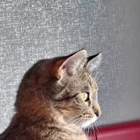 New Haven Veterinary Hospital ico