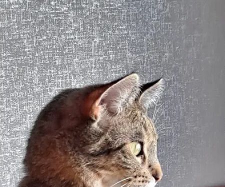 New Haven Veterinary Hospital