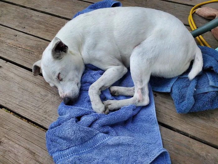 New Haven Veterinary Hospital Picture 4