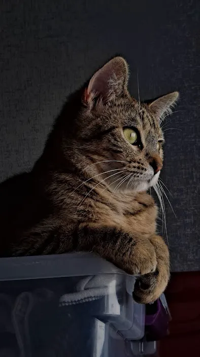 New Haven Veterinary Hospital Picture 2