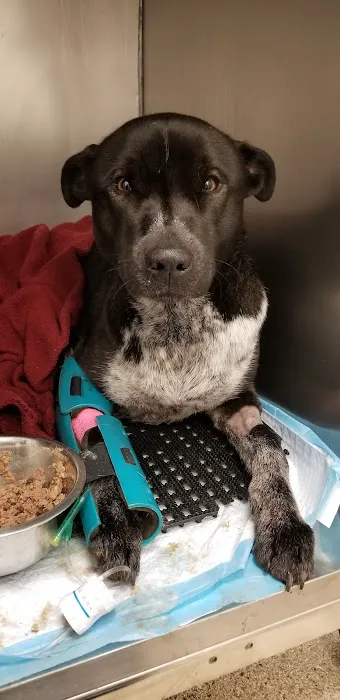 New Haven Veterinary Hospital Picture 5