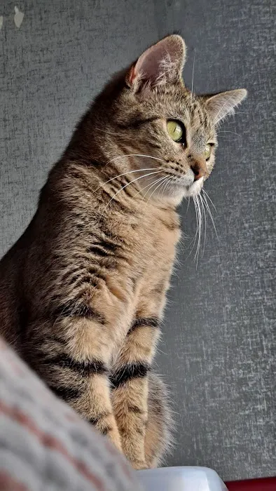 New Haven Veterinary Hospital Picture 3