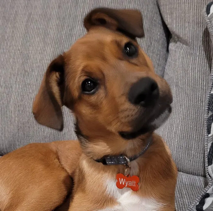 Animal Clinic-Stewart County Picture 1