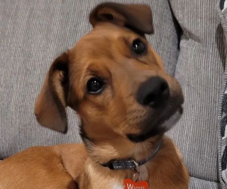 Animal Clinic-Stewart County