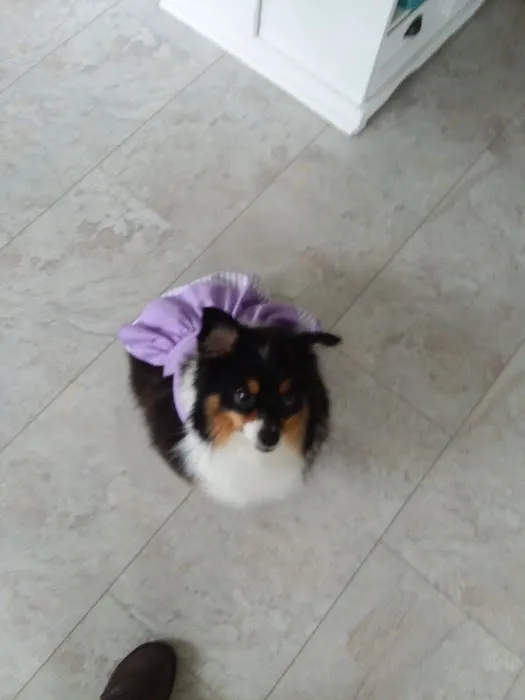 Animal Clinic-Stewart County Picture 5