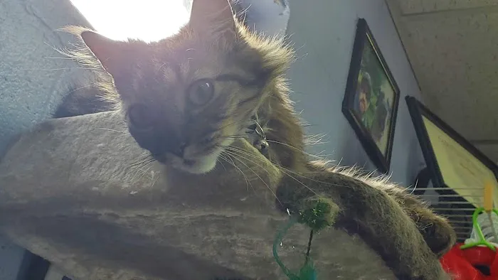 Animal Clinic-Stewart County Picture 2