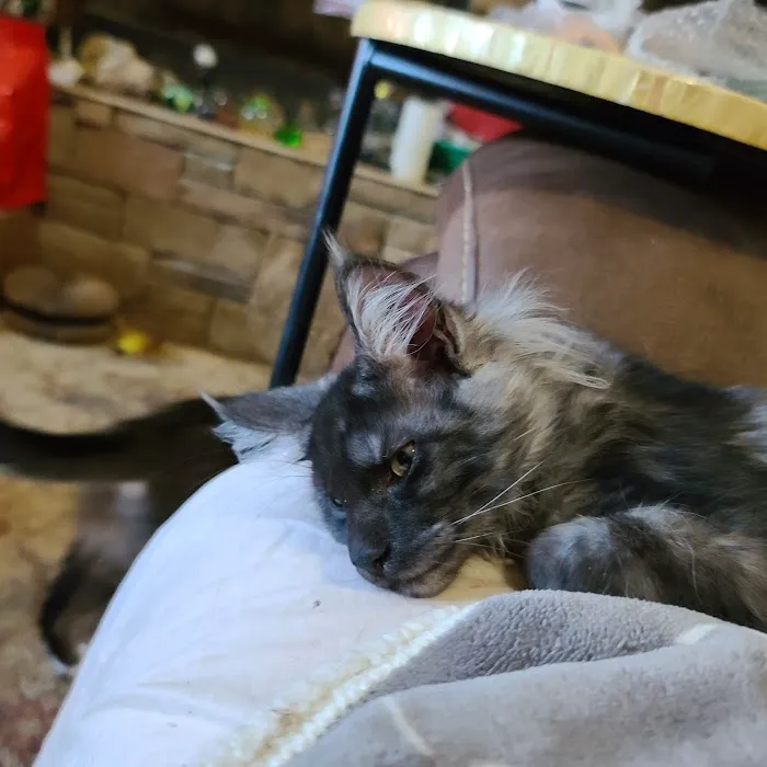 Hillside Veterinary Clinic Picture 4