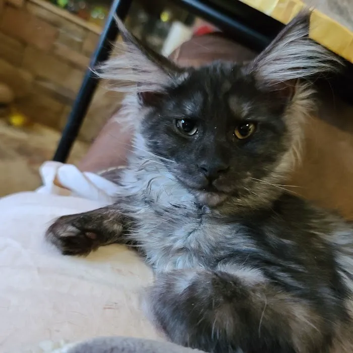 Hillside Veterinary Clinic Picture 6