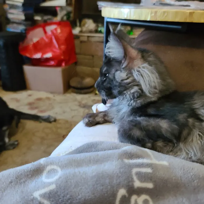 Hillside Veterinary Clinic Picture 7