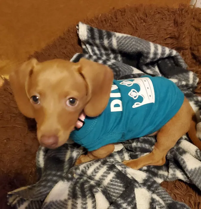 Red Door Veterinary Clinic Picture 1