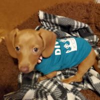 Red Door Veterinary Clinic ico