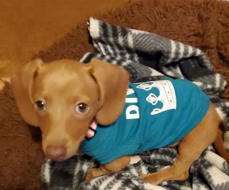 Red Door Veterinary Clinic