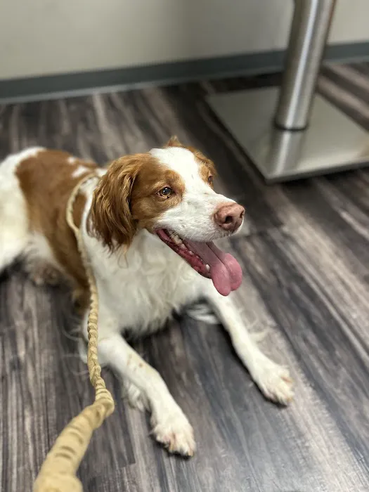 North Stewart Veterinary Clinic Picture 3