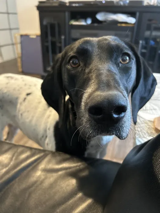 North Stewart Veterinary Clinic Picture 1