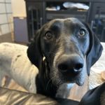 North Stewart Veterinary Clinic