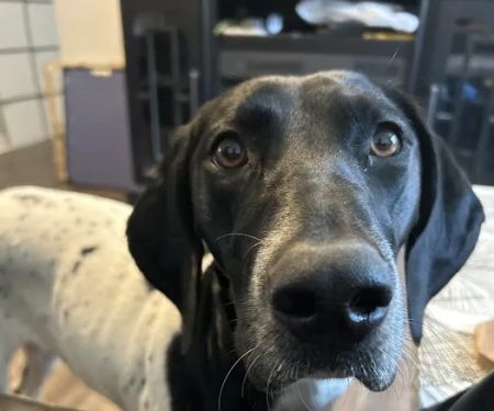 North Stewart Veterinary Clinic