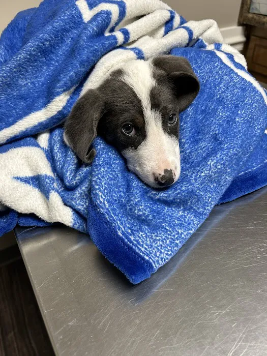 North Stewart Veterinary Clinic Picture 7